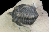 Bargain, Pseudocryphaeus Trilobite - Lghaft, morocco #137708-2
